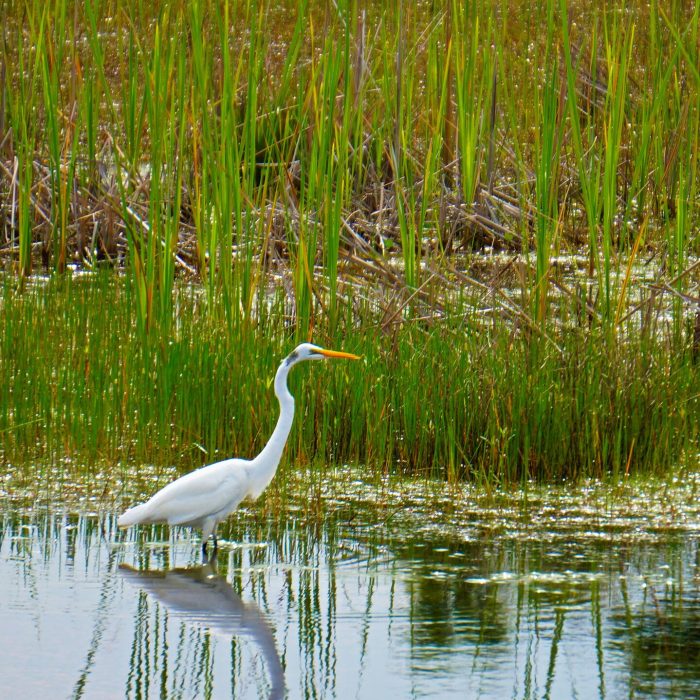 rachel-c-NATgJsqpOsw-unsplash bird in wetlands